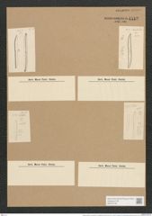 Nitzschia obtusa var. brevissima var. scalpelliformis Grunow (de-Toni-Nr.: Genus 47, Species 2107) Zeichnungen Sammlung Grunow Nr. 4512 (NHMW-BOT-W0372132)